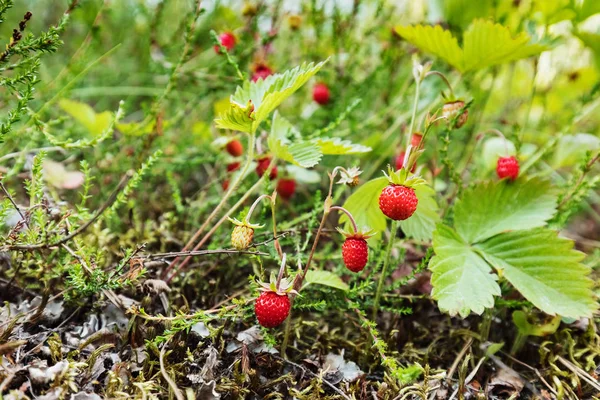 Wilde Aardbeien Groeien Een Natuurlijke Omgeving — Stockfoto