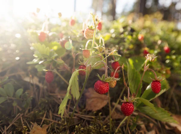 Wild strawberries growing in a natural environment. Wild strawberries at sunset in a pine forest.