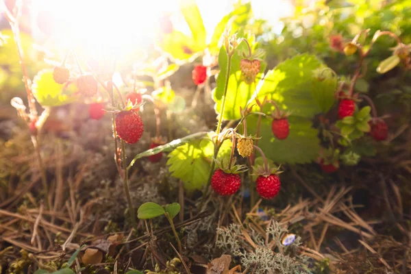 Wild Strawberries Growing Natural Environment Wild Strawberries Sunset Pine Forest — Stock Photo, Image