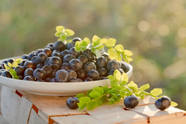 Ripe Juicy Fresh Picked Blueberries Closeup Blueberries Leaves White Plate — Stock Photo, Image