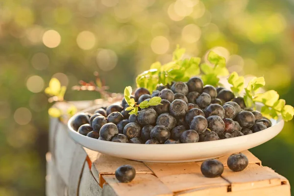 Ripe Juicy Fresh Picked Blueberries Closeup Blueberries Leaves White Plate — Stock Photo, Image