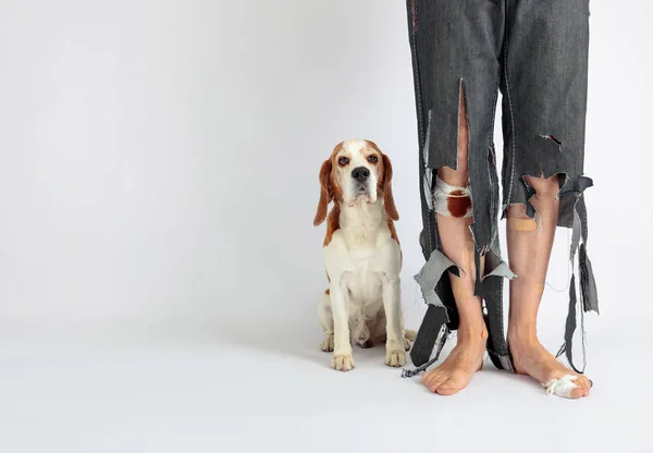 かわいいビーグルと引き裂かれたズボンとかまれた足の持ち主 動物教育をテーマとした概念図 — ストック写真