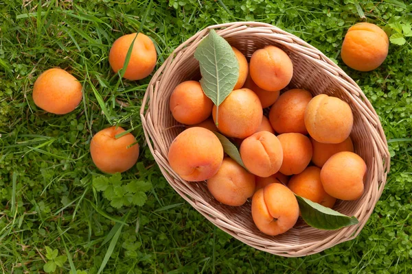 Rijpe Abrikozen Mandje Een Gras Tuin — Stockfoto