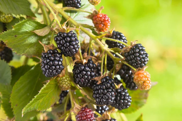 Reife Brombeere Auf Einem Zweig Garten — Stockfoto