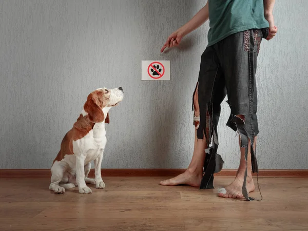 Şirin Beagle Onun Sahibi Yırtık Pantolon Isırıldı Ayaklarda Hayvan Eğitimi — Stok fotoğraf