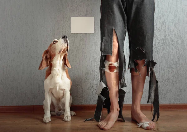 可爱的猎犬和他的主人在撕裂的裤子和咬脚 关于动物教育主题的概念性形象 将内容放在白色标签上 — 图库照片