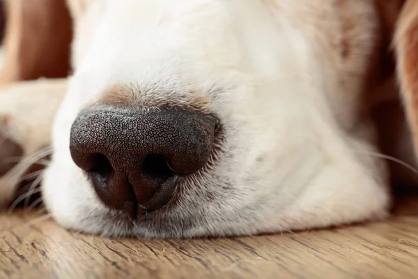 Close Dog Nose Macro Shot — Stock Photo, Image