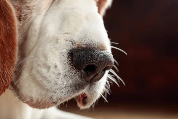 Close Dog Nose Macro Shot — Stock Photo, Image