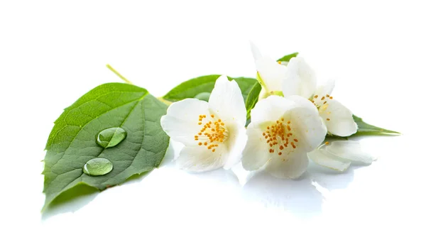 Gren Blommande Jasmin Med Vatten Droppar Ett Blad Isolerad Vit — Stockfoto