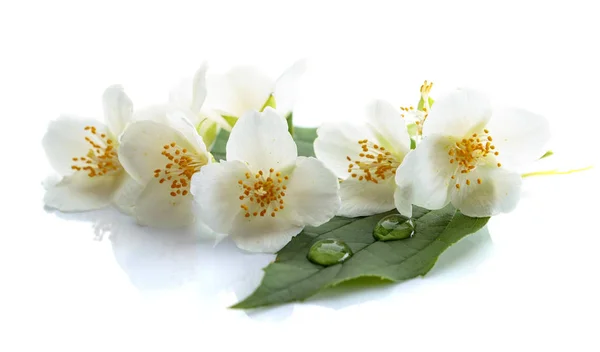 Gren Blommande Jasmin Med Vatten Droppar Ett Blad Isolerad Vit — Stockfoto