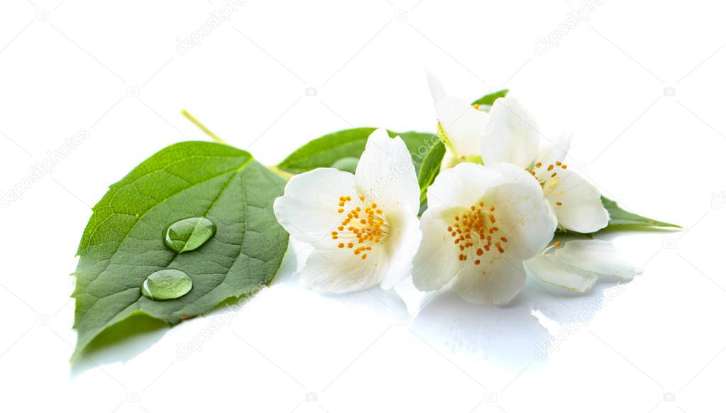 Branch of blooming jasmine with water drops on a leaves. Isolated on white background.