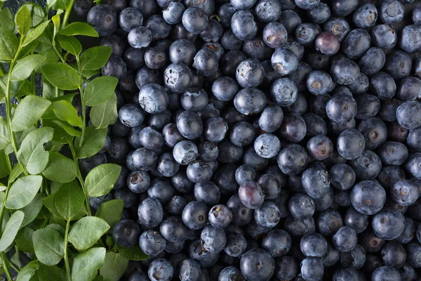 成熟和多汁新鲜采摘蓝莓特写 蓝莓背景 顶部视图 — 图库照片