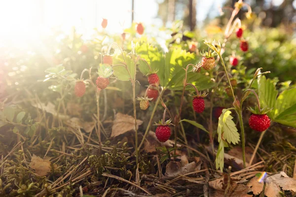 Wilde Aardbeien Groeien Een Natuurlijke Omgeving Wilde Aardbeien Bij Zonsondergang — Stockfoto