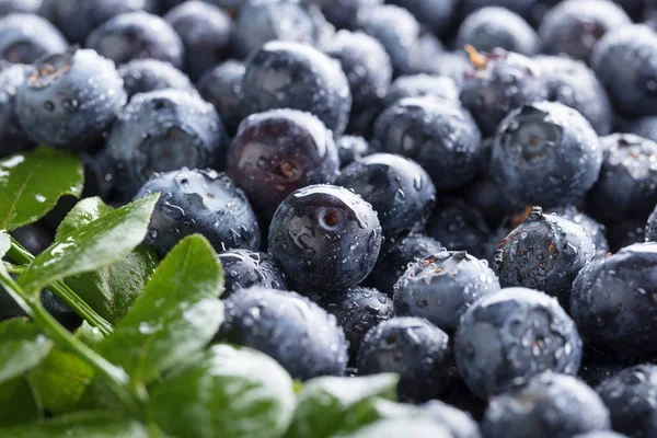 Ripe Juicy Fresh Picked Blueberries Closeup Selective Focus — Stock Photo, Image