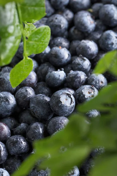 Ripe Juicy Fresh Picked Blueberries Closeup Selective Focus — Stock Photo, Image