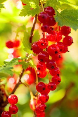 Bahçedeki çalı dalı redcurrants. Sağlıklı organik gıda.