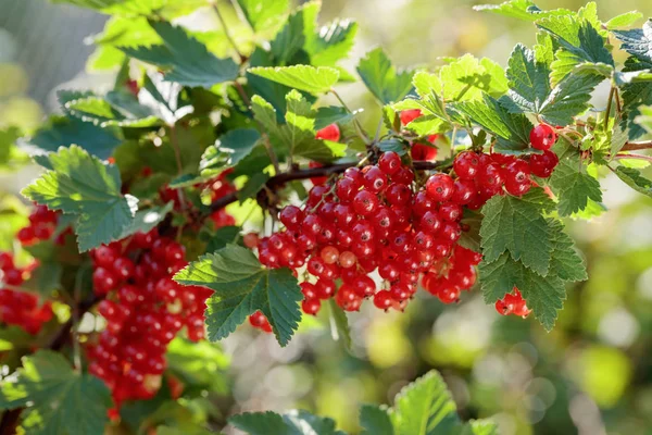 Červený Rybíz Větvi Bush Zahradě Zdravé Biopotraviny — Stock fotografie