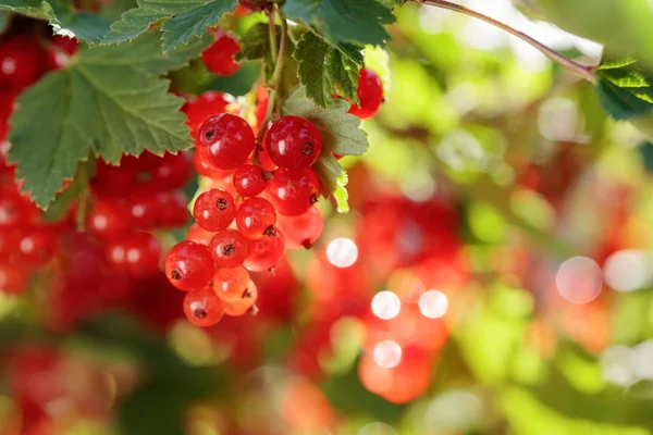 Piros Ribiszke Bush Ágon Kertben Egészséges Bioélelmiszer — Stock Fotó