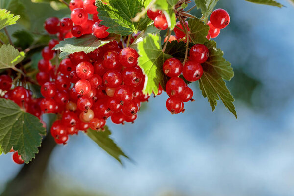 Redcurrants on the bush branch in the garden. Healthy organic food.