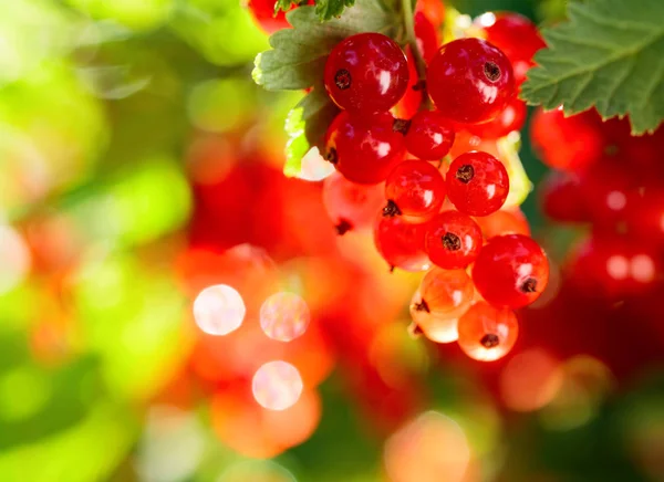Красная Смородина Ветке Куста Саду Здоровые Органические Продукты Питания — стоковое фото