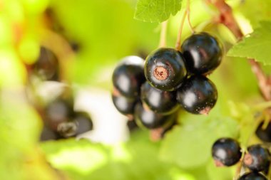 Bahçedeki çalı dalı blackcurrants.