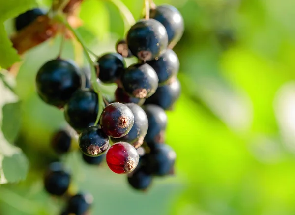 Schwarze Johannisbeeren Buschwerk Garten — Stockfoto