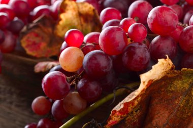 Olgun kırmızı üzüm üzüm ile demetleri bırakır.