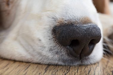 Bir köpek burun ile vurdu makro yakın çekim.  