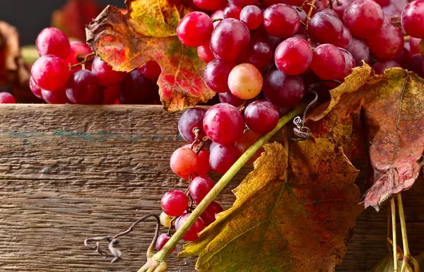 Горсть Спелого Красного Винограда Виноградными Листьями — стоковое фото