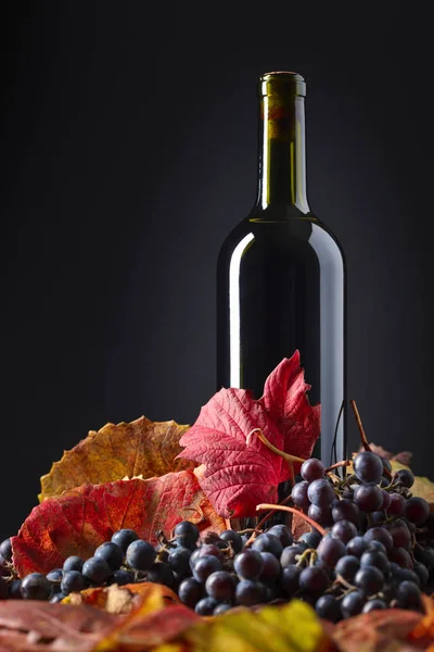 Garrafa Vinho Tinto Folhas Videira Seca Degustação Vinhos Conceito Outono — Fotografia de Stock