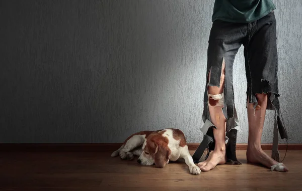 Cute Beagle His Owner Torn Pants Bitten Feet Conceptual Image — Stock Photo, Image