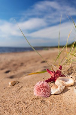 Altın kum yaz sahilde bir deniz kabuğu ve deniz yıldızı ile tropikal bir cennet. Geniş açı, metniniz için kopya alanı.