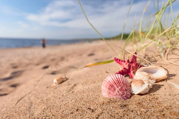 夏のビーチには 貝殻とヒトデの熱帯の楽園の黄金の砂の上 テキストのコピー スペース — ストック写真