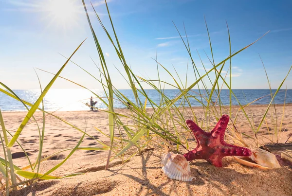 Nyáron Strand Aranyszínű Homok Egy Trópusi Paradicsomban Kagyló Tengeri Csillag — Stock Fotó