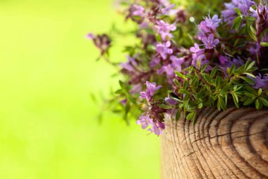 Kültürsüz çiçekli kekik pişirme, tıp ve parfümeri kullanılır. Metniniz için kopya alanı.