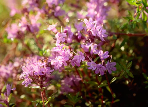 Thym Fleurs Non Cultivé Est Utilisé Cuisine Médecine Parfumerie — Photo