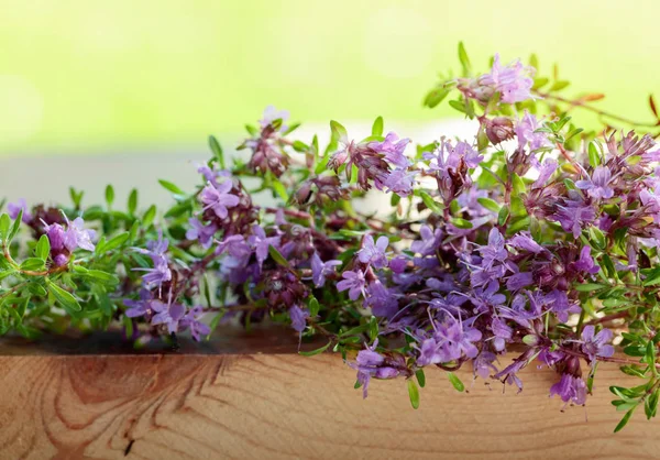 Obrukad Blommande Timjan Används Matlagning Medicin Och Parfymer — Stockfoto