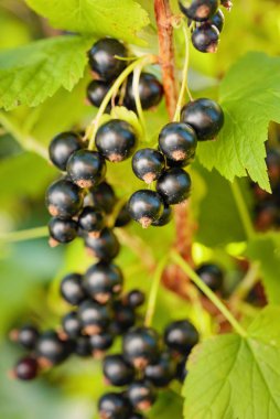Bahçedeki çalı dalı blackcurrants.