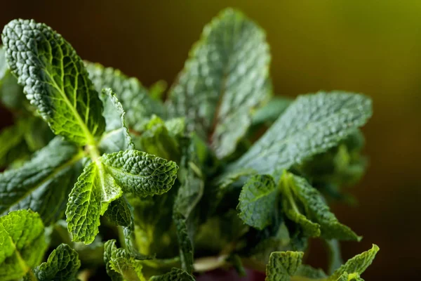 Stelletje Verse Groene Biologische Muntblad Close Selectieve Aandacht — Stockfoto