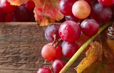 Olgun kırmızı üzüm üzüm ile demetleri bırakır.
