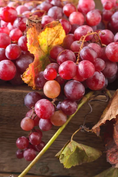 Pęczki Dojrzałych Czerwonych Winogron Winogron Pozostawia — Zdjęcie stockowe