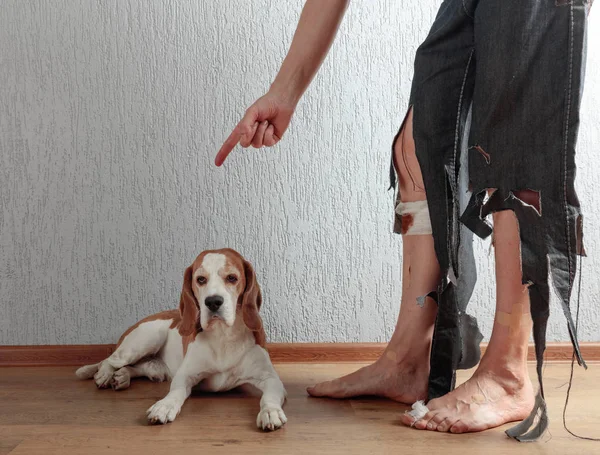 Cute Beagle His Owner Torn Pants Bitten Feet Conceptual Image — Stock Photo, Image