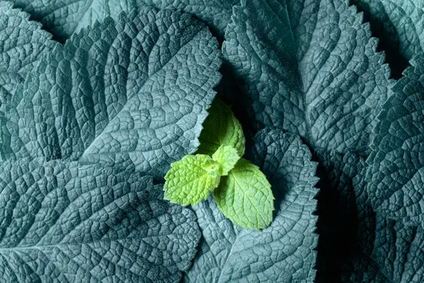 Mint Leaves Background Top View Copy Space Your Text — Stock Photo, Image