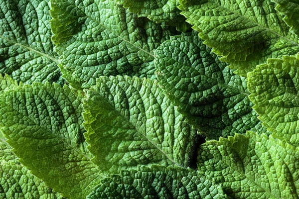Mint Leaves Background Top View Copy Space Your Text — Stock Photo, Image
