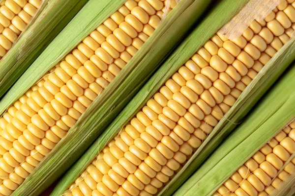 Fresh Corn Cobs Closeup Selective Focus — Stock Photo, Image