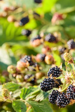 Bahçede büyüyen blackberry. Bush, seçici odak olgun ve olgunlaşmamış böğürtlen.