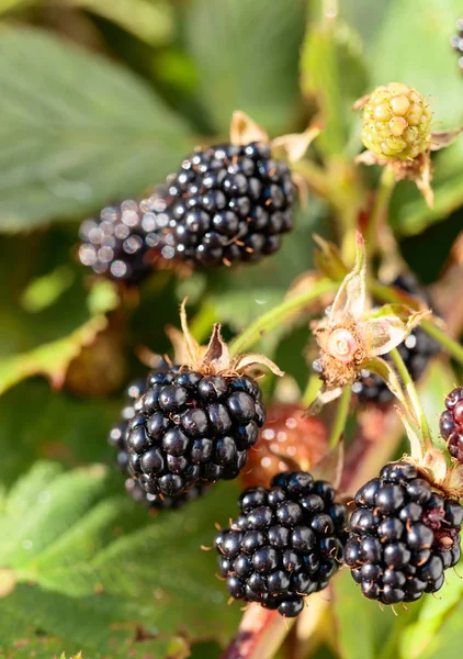 Blackberry Rosnące Ogrodzie Jeżyny Dojrzałe Niedojrzałe Bush Selektywnej Ostrości — Zdjęcie stockowe