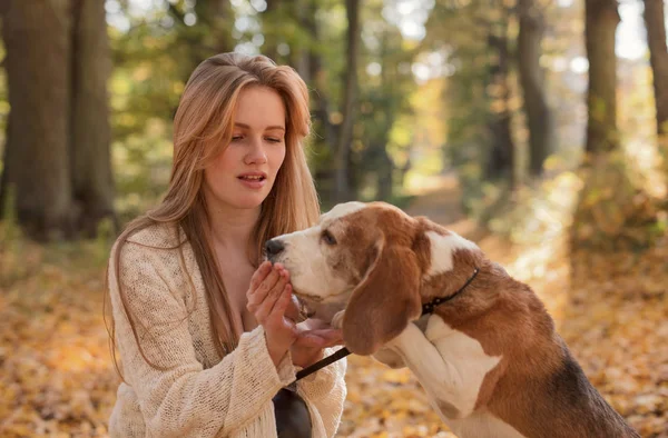 秋の公園でビーグル犬と一緒に歩いている若い美しい女性 — ストック写真