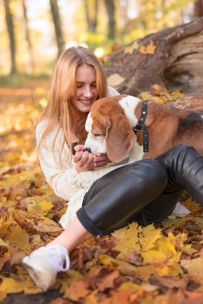 秋の公園でビーグル犬と一緒に歩いている若い美しい女性 — ストック写真