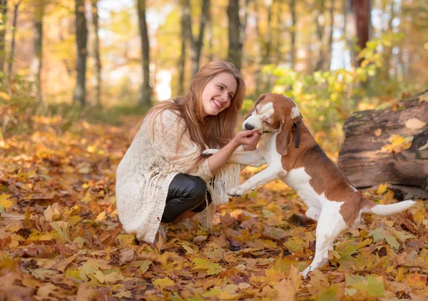 Ung Vacker Kvinna Promenader Med Beagle Parken Hösten — Stockfoto